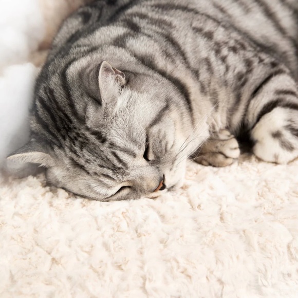Cheshire and Wain London Cat Cloud® Throw & Bed Set in Shearling Cream - Picture 3 of 4